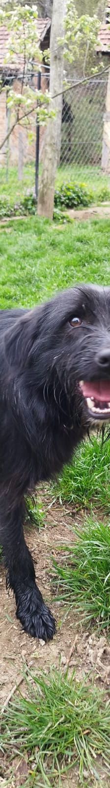Otto – Mischling, Männchen, 1 Jahr, Nordic Strays e.V. – Foto 2