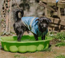 Otto – Mischling, Männchen, 1 Jahr, Nordic Strays e.V. – Foto 11