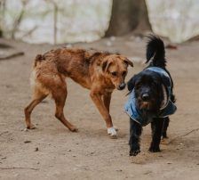 Otto – Mischling, Männchen, 1 Jahr, Nordic Strays e.V. – Foto 12