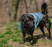 Otto – Mischling, Männchen, 1 Jahr, Nordic Strays e.V. – Foto 13