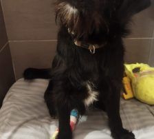 Otto – Mischling, Männchen, 1 Jahr, Nordic Strays e.V. – Foto 3