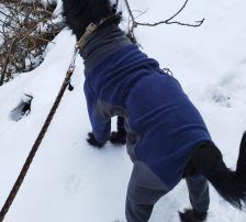 Otto – Mischling, Männchen, 1 Jahr, Nordic Strays e.V. – Foto 5