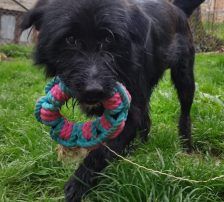Otto – Mischling, Männchen, 1 Jahr, Nordic Strays e.V. – Foto 8