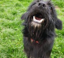 Otto – Mischling, Männchen, 1 Jahr, Nordic Strays e.V. – Foto 10
