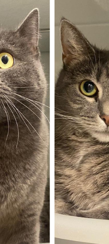 Lilli – Hauskatze, Weibchen, 4 Jahre, 28357 Bremen – Foto 1