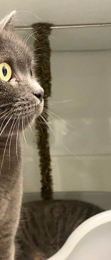 Lilli – Hauskatze, Weibchen, 4 Jahre, 28357 Bremen – Foto 2
