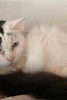Rosi, Bella, Minka – EKH, Weibchen, 6 Jahre, 90537 Feucht – Foto 3