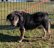 Lunjo – Mischling, Männchen, 6 Jahre 8 Monate, Nordic Strays e.V. – Foto 2