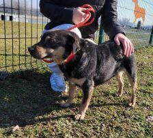 Lunjo – Mischling, Männchen, 6 Jahre 8 Monate, Nordic Strays e.V. – Foto 4