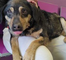 Lunjo – Mischling, Männchen, 6 Jahre 8 Monate, Nordic Strays e.V. – Foto 5