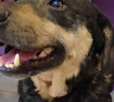 Lunjo – Mischling, Männchen, 6 Jahre 8 Monate, Nordic Strays e.V. – Foto 6