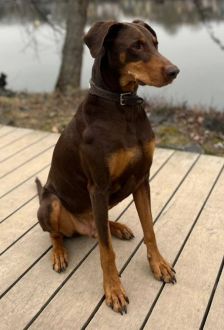 Max – Dobermann, Männchen, 7 Jahre, 97074 Würzburg – Foto 1