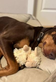 Max – Dobermann, Männchen, 7 Jahre, 97074 Würzburg – Foto 3