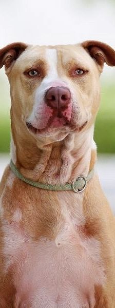 Donnie – Staffordshire-Mix, Männchen, 8 Jahre 8 Monate, 13057 Berlin – Foto 1