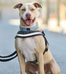 Donnie – Staffordshire-Mix, Männchen, 8 Jahre 8 Monate, 13057 Berlin – Foto 2