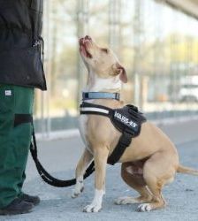 Donnie – Staffordshire-Mix, Männchen, 8 Jahre 8 Monate, 13057 Berlin – Foto 3