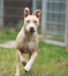 Donnie – Staffordshire-Mix, Männchen, 8 Jahre 8 Monate, 13057 Berlin – Foto 4