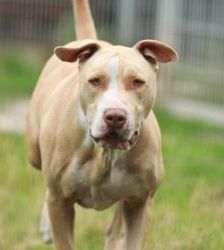 Donnie – Staffordshire-Mix, Männchen, 8 Jahre 8 Monate, 13057 Berlin – Foto 5