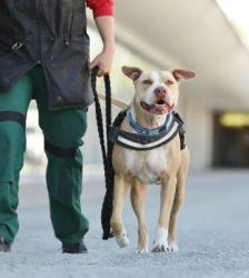 Donnie – Staffordshire-Mix, Männchen, 8 Jahre 8 Monate, 13057 Berlin – Foto 6