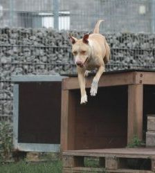 Donnie – Staffordshire-Mix, Männchen, 8 Jahre 8 Monate, 13057 Berlin – Foto 7