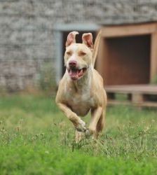 Donnie – Staffordshire-Mix, Männchen, 8 Jahre 8 Monate, 13057 Berlin – Foto 8