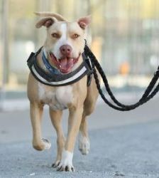 Donnie – Staffordshire-Mix, Männchen, 8 Jahre 8 Monate, 13057 Berlin – Foto 9