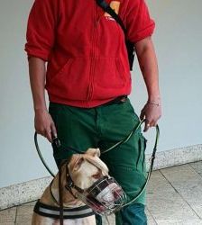 Donnie – Staffordshire-Mix, Männchen, 8 Jahre 8 Monate, 13057 Berlin – Foto 10