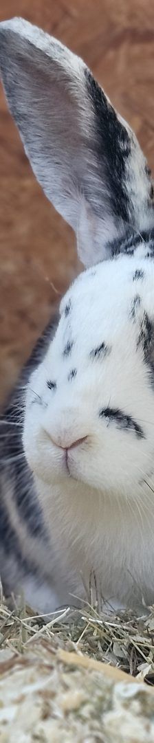 Mickey – Deutscher Riese, Männchen, Alter unbekannt, 97525 Schwebheim – Foto 1