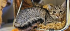 Mickey – Deutscher Riese, Männchen, Alter unbekannt, 97525 Schwebheim – Foto 3