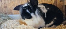 Mickey – Deutscher Riese, Männchen, Alter unbekannt, 97525 Schwebheim – Foto 4
