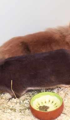 Flopi – Löwenkopfmix-Zwergkaninchen, Männchen, 3 Jahre, 90537 Feucht – Foto 2