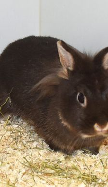 Flopi – Löwenkopfmix-Zwergkaninchen, Männchen, 3 Jahre, 90537 Feucht – Foto 6