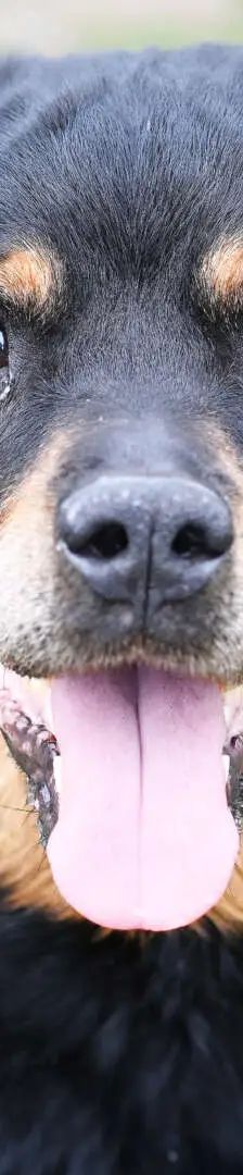 Gundel – Rottweiler, Weibchen, 109 Monate, 13057 Berlin – Foto 1