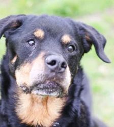 Gundel – Rottweiler, Weibchen, 109 Monate, 13057 Berlin – Foto 2