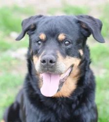 Gundel – Rottweiler, Weibchen, 109 Monate, 13057 Berlin – Foto 3