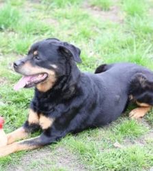 Gundel – Rottweiler, Weibchen, 109 Monate, 13057 Berlin – Foto 4