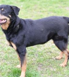 Gundel – Rottweiler, Weibchen, 109 Monate, 13057 Berlin – Foto 5