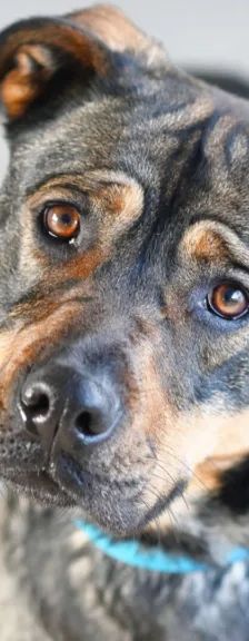 Feta – Cane Corso-/Husky-Mix, Weibchen, 1 Jahr 10 Monate, 13057 Berlin – Foto 1