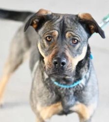 Feta – Cane Corso-/Husky-Mix, Weibchen, 1 Jahr 10 Monate, 13057 Berlin – Foto 2