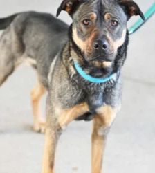 Feta – Cane Corso-/Husky-Mix, Weibchen, 1 Jahr 10 Monate, 13057 Berlin – Foto 3