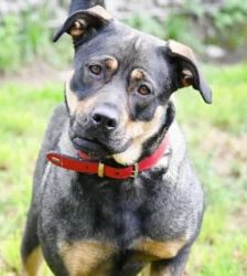 Feta – Cane Corso-/Husky-Mix, Weibchen, 1 Jahr 10 Monate, 13057 Berlin – Foto 4