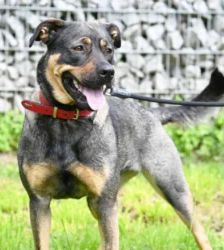 Feta – Cane Corso-/Husky-Mix, Weibchen, 1 Jahr 10 Monate, 13057 Berlin – Foto 5