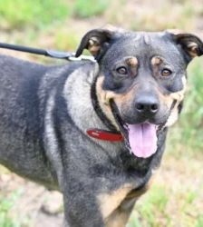Feta – Cane Corso-/Husky-Mix, Weibchen, 1 Jahr 10 Monate, 13057 Berlin – Foto 6