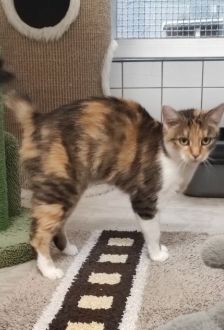Mucha – EKH, Weibchen, 4 Jahre, 97074 Würzburg – Foto 1