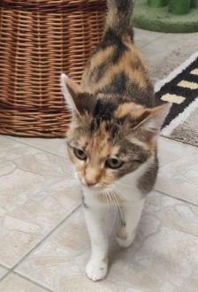 Mucha – EKH, Weibchen, 4 Jahre, 97074 Würzburg – Foto 2