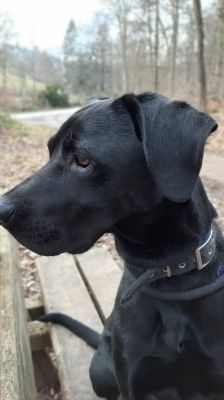 Odin – Rhodesien-Ridgeback-Labrador-Mix, Männchen, 5 Jahre 2 Monate, 70195 Stuttgart-Botnang – Foto 1