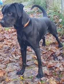 Odin – Rhodesien-Ridgeback-Labrador-Mix, Männchen, 5 Jahre 2 Monate, 70195 Stuttgart-Botnang – Foto 2