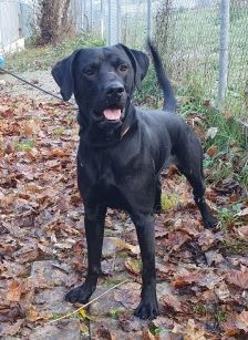 Odin – Rhodesien-Ridgeback-Labrador-Mix, Männchen, 5 Jahre 2 Monate, 70195 Stuttgart-Botnang – Foto 3
