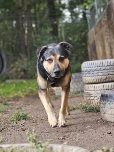 Ryo – Mischling, Männchen, 2 Jahre, 97525 Schwebheim – Foto 2