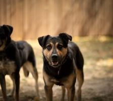 Ryo – Mischling, Männchen, 2 Jahre, 97525 Schwebheim – Foto 3